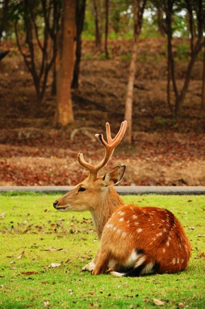The sika deer inhabits temperate and subtropical woodlands, which often occupy areas suitable for farming and other human exploitation.の写真素材