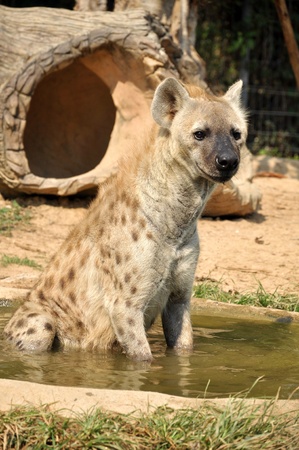 The spotted hyena also known as laughing hyena, is a carnivorous mammal.の写真素材