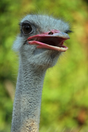The head and neck of both male and female Ostriches is nearly bare, with a thin layer of down.の写真素材