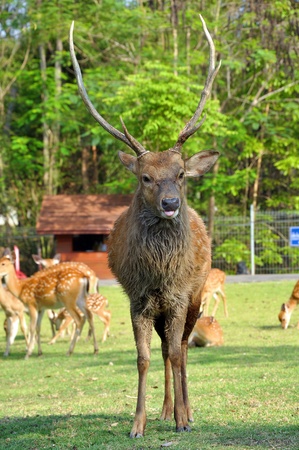 The Sika Deer, Cervus nippon, also known as the Spotted Deer or the Japanese Deer, is a species of deer native to much of East Asia and introduced to various other parts of the world.の写真素材