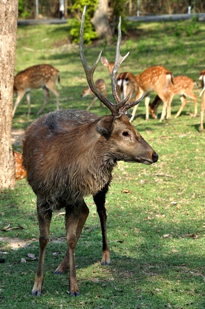 The Sika Deer, Cervus nippon, also known as the Spotted Deer or the Japanese Deer, is a species of deer native to much of East Asia and introduced to various other parts of the world.の写真素材