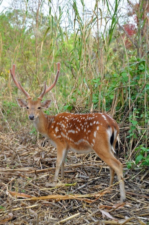 The Sika Deer, Cervus nippon, also known as the Spotted Deer or the Japanese Deer, is a species of deer native to much of East Asia and introduced to various other parts of the world.の写真素材