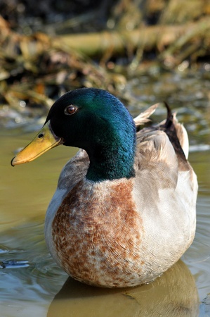 The male birds have a bright green or blue head, while the female's is light brown.の写真素材