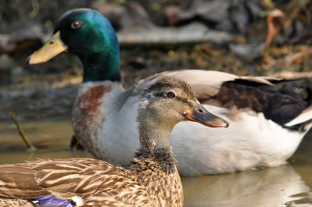 The male birds have a bright green or blue head, while the female's is light brown.の写真素材