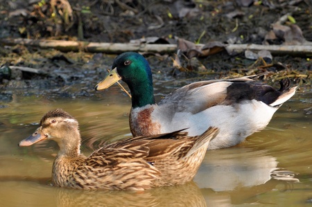The male birds have a bright green or blue head, while the female's is light brown.の写真素材