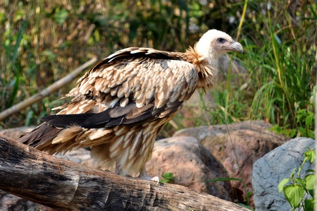 The Himalayan Griffon Vulture is a typical vulture, with a bald white head, very broad wings, and short tail feathers. It is even larger than the European Griffon Vulture. It has a white neck ruff and yellow bill. The whitish body and wing coverts contrasの写真素材