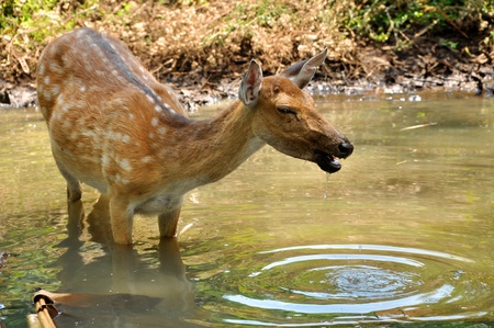 The Sika Deer, Cervus nippon, also known as the Spotted Deer or the Japanese Deer, is a species of deer native to much of East Asia and introduced to various other parts of the world.の写真素材