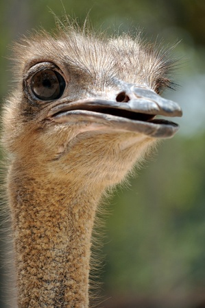 The head and neck of both male and female Ostriches is nearly bare, with a thin layer of down.の写真素材