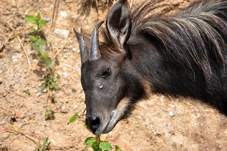 The Sumatran Serow is threatened due to habitat loss and hunting, leading to it being evaluated as vulnerable by the IUCN.の写真素材