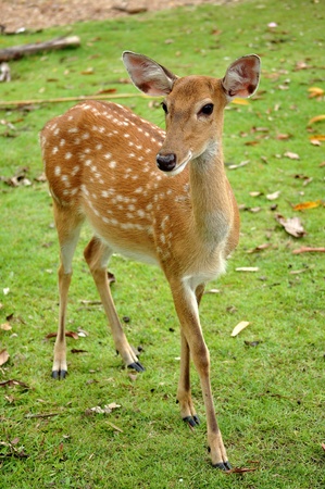 The Sika deer is one of the few deer species that does not lose its spots upon reaching maturity.の写真素材