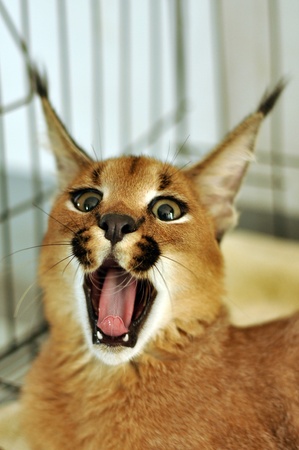 The caracal is a fiercely territorial medium-sized cat ranging over Western Asia, South Asia and Africa.の写真素材