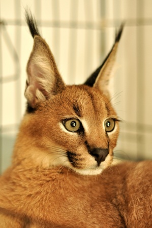 The caracal is a fiercely territorial medium-sized cat ranging over Western Asia, South Asia and Africa.の写真素材