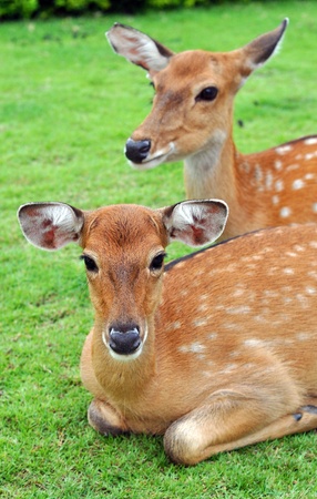 The Sika Deer, Cervus nippon, also known as the Spotted Deer or the Japanese Deer, is a species of deer native to much of East Asia and introduced to various other parts of the world.の写真素材