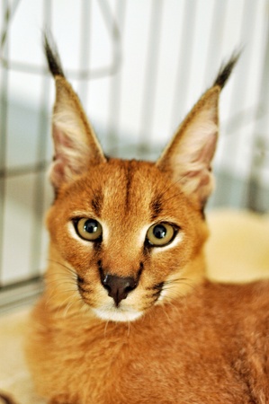 The caracal is a fiercely territorial medium-sized cat ranging over Western Asia, South Asia and Africa.の写真素材