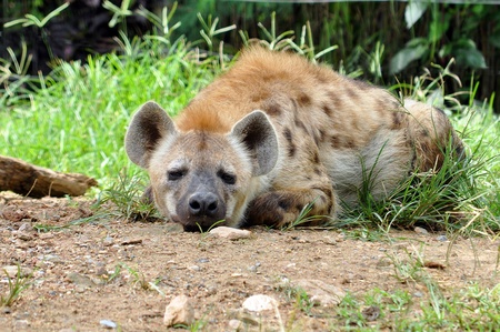 The spotted hyena also known as laughing hyena, is a carnivorous mammal.の写真素材