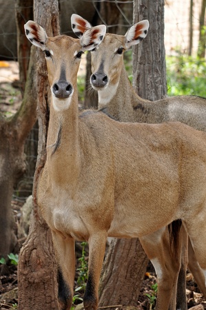 Nilgai have thin legs and a robust body that slopes down from the shoulder.の写真素材