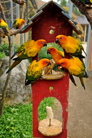 Sun Conure has a rich yellow crown, nape, mantle, lesser wing-coverts, tips of the greater wing-coverts, chest, and underwing-coverts の写真素材
