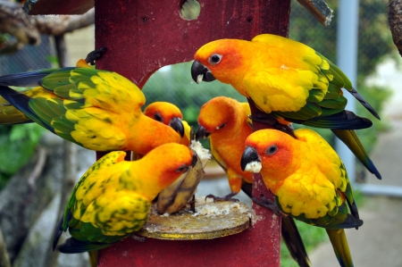 Sun Conure has a rich yellow crown, nape, mantle, lesser wing-coverts, tips of the greater wing-coverts, chest, and underwing-coverts の写真素材