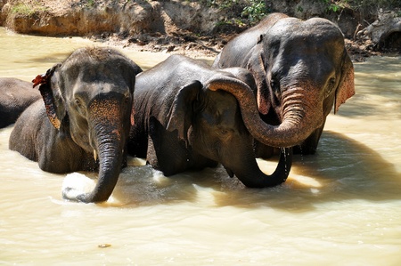 Elephants are the largest living land animals on Earth today.の写真素材