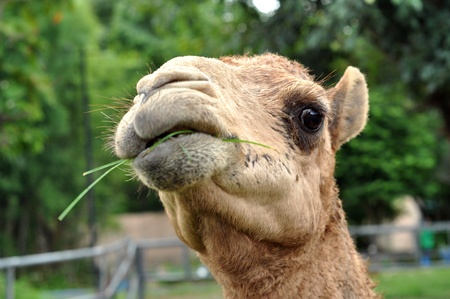 The dromedary camel is the largest member of the camel family.の写真素材
