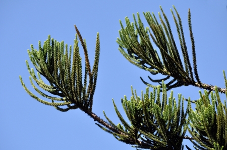 Pines are native to most of the Northern Hemisphere の写真素材