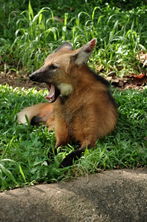 The maned wolf is the largest canid of South Americaの写真素材