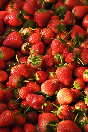 The first garden strawberry was grown in France during the late 18th century.の写真素材