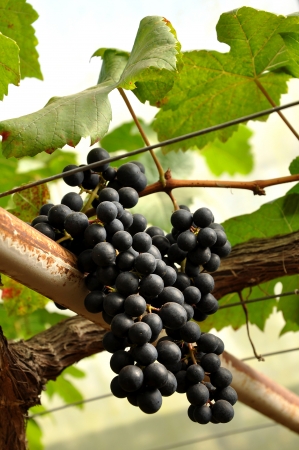Grapes can be eaten raw or they can be used for making jam, juice, jelly, wine, grape seed extract, raisins, vinegar, and grape seed oil.の写真素材