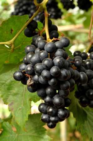Grapes can be eaten raw or they can be used for making jam, juice, jelly, wine, grape seed extract, raisins, vinegar, and grape seed oil.の写真素材