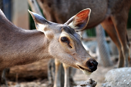 The Sambar is a large deer native to southern and southeast Asia.の写真素材