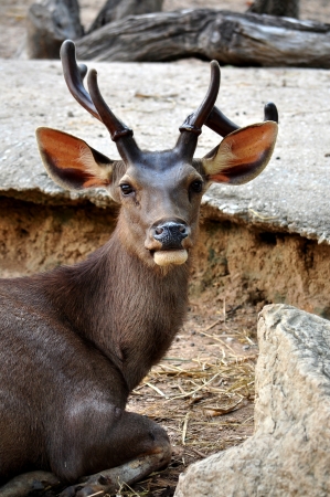 The Sambar is a large deer native to southern and southeast Asia.の写真素材