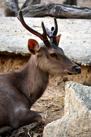 The Sambar is a large deer native to southern and southeast Asia.の写真素材
