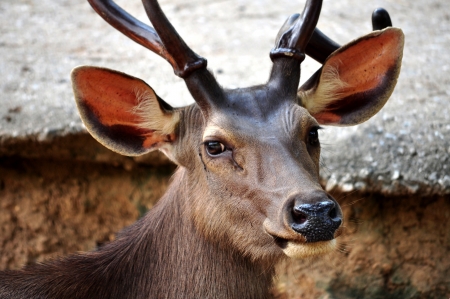 The Sambar is a large deer native to southern and southeast Asia.の写真素材
