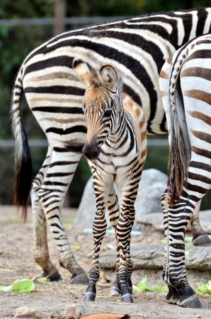 The unique stripes of zebras make these among the animals most familiar to people の写真素材