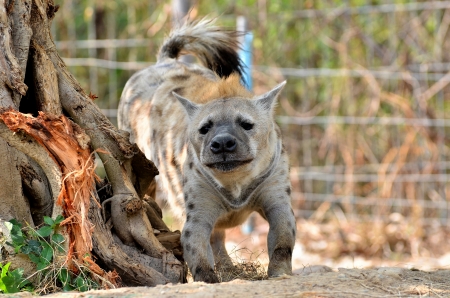 The spotted hyena is a highly successful animal, being the most common large carnivore in Africa.の写真素材