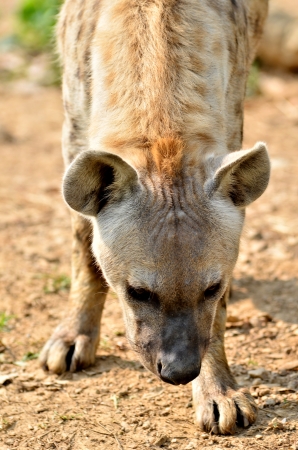 The spotted hyena is a highly successful animal, being the most common large carnivore in Africa.の写真素材