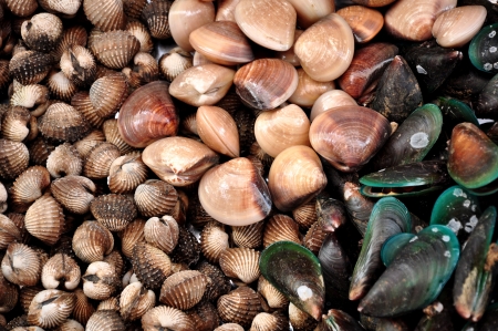 A seashell or sea shell, also known simply as a shell, is a hard, protective outer layer created by an animal that lives in the sea.の写真素材