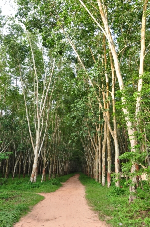 A plantation is a long artificially established forest, farm or estate, where crops are grown for saleの写真素材