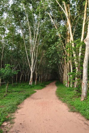 A plantation is a long artificially established forest, farm or estate, where crops are grown for saleの写真素材