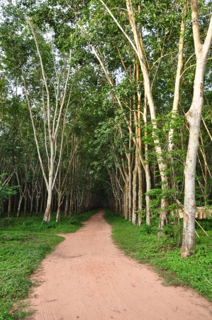 A plantation is a long artificially established forest, farm or estate, where crops are grown for saleの写真素材