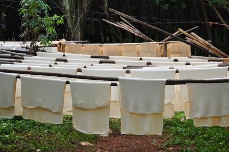 The para rubber tree initially grew in South America の写真素材