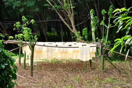 The para rubber tree initially grew in South America の写真素材