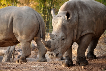 The White or Square-lipped Rhinoceros is the third most massive remaining land animal in the world, after the Elephant and the hippopotamus.の写真素材