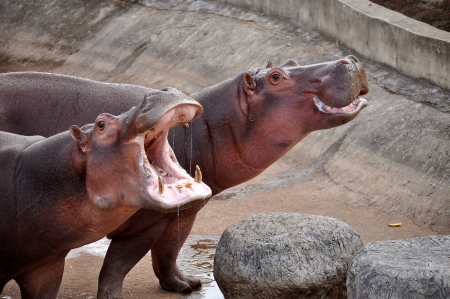 The hippopotamus is semi-aquatic, inhabiting rivers and lakes where territorial bulls preside over a stretch of river and groups of 5 to 30 females and young.の写真素材