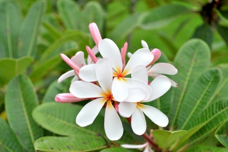 Plumeria (common name Frangipani) is a genus of flowering plants of the family which includes Dogbane: the Apocynaceae.の写真素材