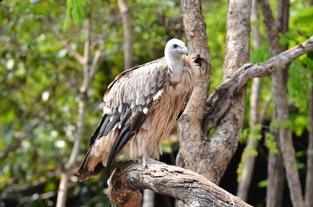 Griffon Vulture is a typical Old World vulture in appearanceの写真素材