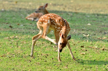 The Sika deer is one of the few deer species that does not lose its spots upon reaching maturity.の写真素材