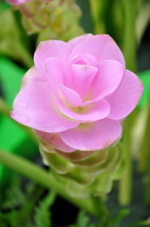 The Siam Tulip or Summer Tulip  is a tropical plant native to northern Thailand and Cambodia.の写真素材