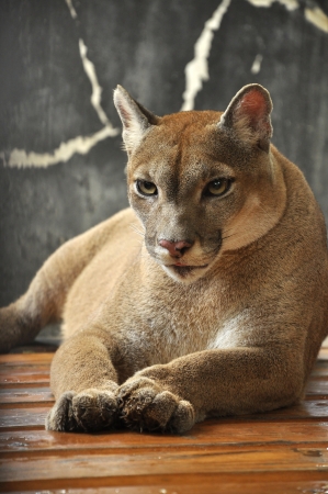 Cougars are slender and agile members of the cat family.の写真素材
