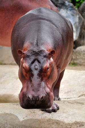 The hippopotamus is semi-aquatic, inhabiting rivers and lakes where territorial bulls preside over a stretch of river and groups of 5 to 30 females and young.の写真素材